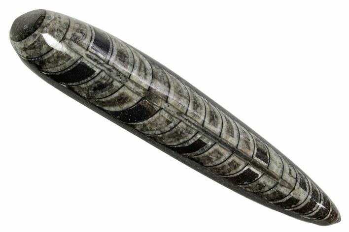 Polished Fossil Orthoceras (Cephalopod) - Morocco #363846